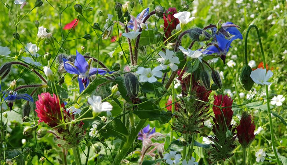 Blomster og bier på Frederiksberg