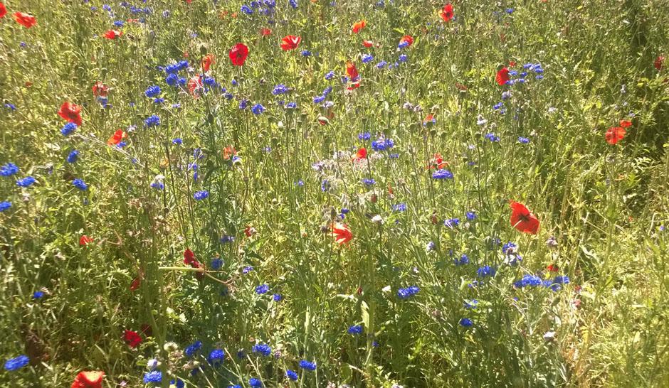 Mere vild natur i byerne med blomsterblandinger