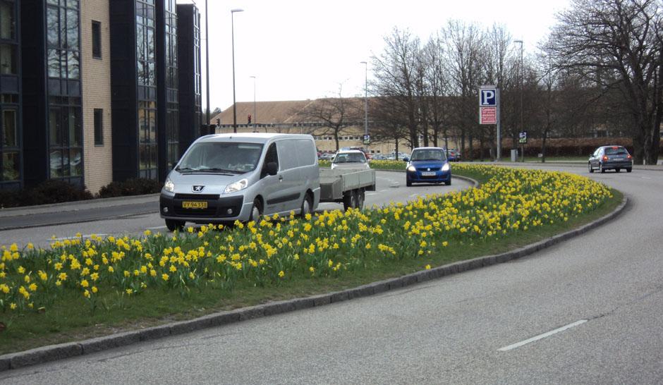 Blomsterløg i midterrabatten i Næstved