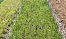 PLUS-græssers dybe, kraftige rødder styrker dine markers evne til at håndtere tørke