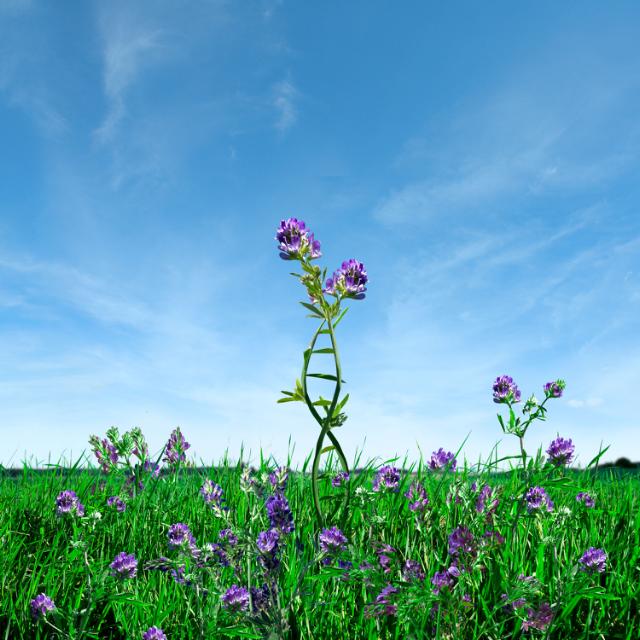 Alfalfa helix