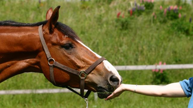 Vælg den rigtige græsblanding til dine heste
