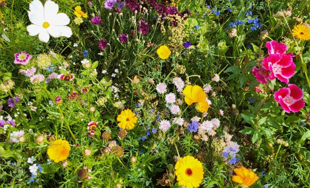 Landmandens blomsterblanding. Farvestrålende blomster i blomstermark,