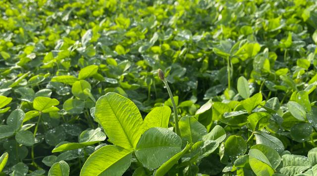 Kløvergræsmark med kløveren Brianna