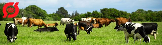 køer på græsplæne