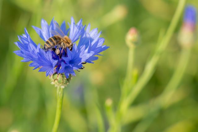 Bi på blomst