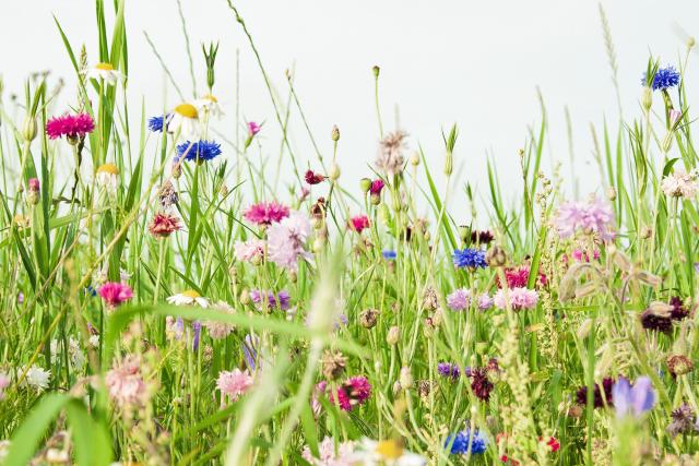 flot og farverig blomstermark