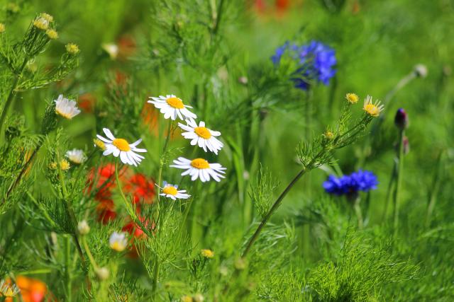 Marguerit og kornblomst i blomst