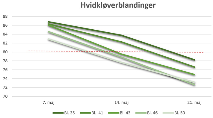 Hvidkløverblandinger