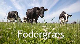 Fodergræs, fodergræs, roer, raps, efterafgrøder, proteinafgrøder, vildtafgrøder, kløvergræs, foder, høj frøkvalitet