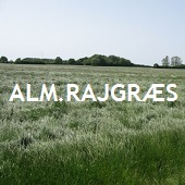 Almindelig Rajgræs