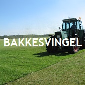 Bakkesvingel