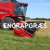 Engrapgræs