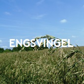 Engsvingel