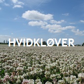 Hvidkløver