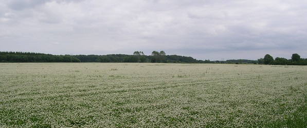 Hvidkløver