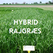 Hybrid Rajgræs
