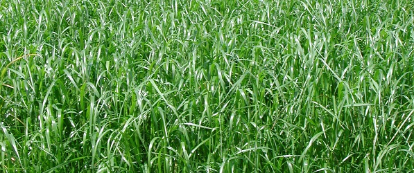 Hybrid rajgræs