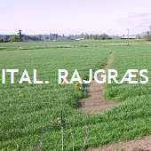 Italiensk rajgræs