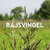 Rajsvingel
