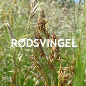 Rødsvingel