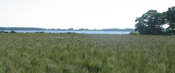 Rødsvingel