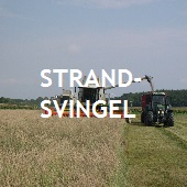 Strandsvingel