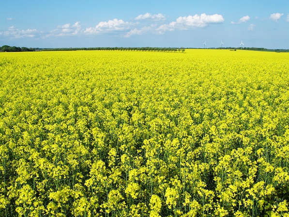 Vinterraps i fuld flor