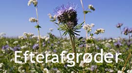 Efterafgrøder