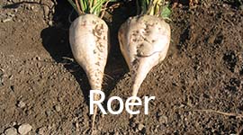 Roer