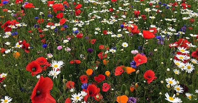 Blomsterfrø, blomsterblandinger, bivenlig, bedste blomsterblanding