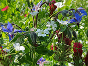 Blomster og bier på Frederiksberg