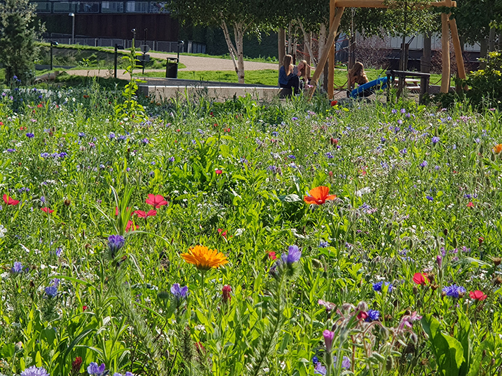 Frederiksberg blomstereng