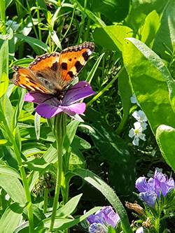 Sommerfugl