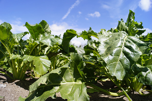 Roer, roer, biogas, afgrøde, foder, højt udbytte