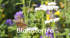 Blomsterfrø billede