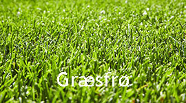Græsfrø billede, græsfrø,plænegræs, eftersåning, gødning, rullegræs, maskiner, blomsterfrø,