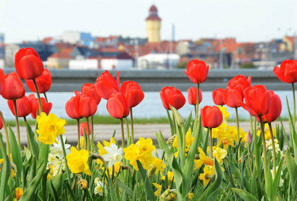 Blomsterløg, blomsterløg, løglægning, lang blomstringstid, 