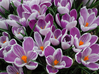 Krokus (Crocus)