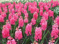 Hyacint (Hyancithus)