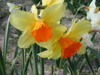 Påskelilje (Narcissus)