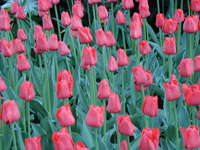 Tulipan (Tulipa)