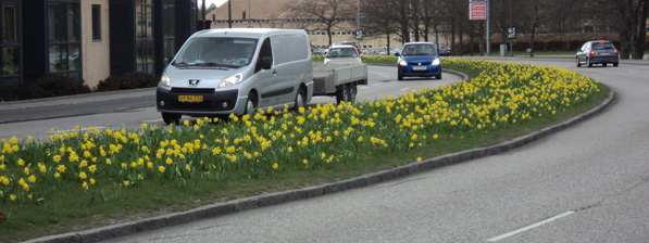 Gule narcisser
