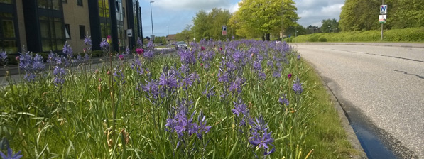 Lilla Camassia