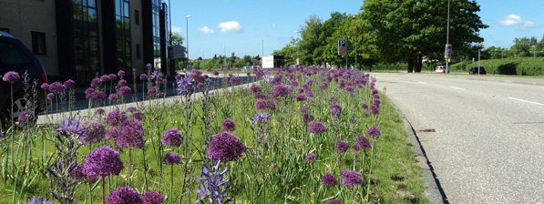 Allium og Camassia