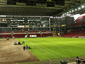 Dansk græs i Parken