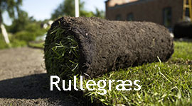 Rullegræs billede