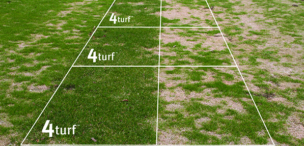 Fusarium billede
